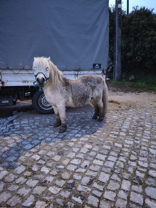 Pôneis mansos para venda