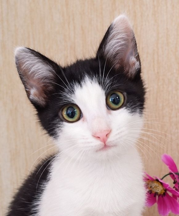 Кошеня хлопчик чорно-білий ( кіт, котеня, котик)