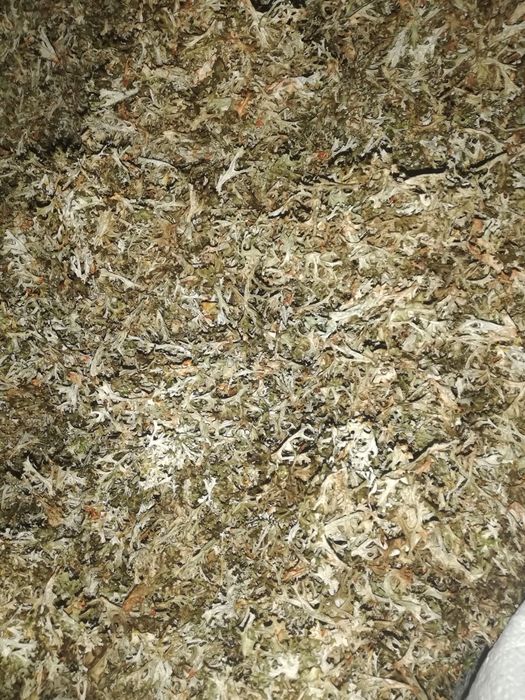 Ісландський мох, калган, безсмертник, чага, кора дуба, чай з лік. Трав