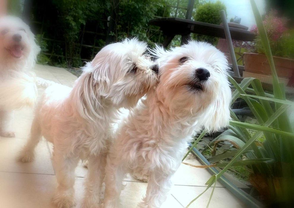 Szczeniak Maltańczyk