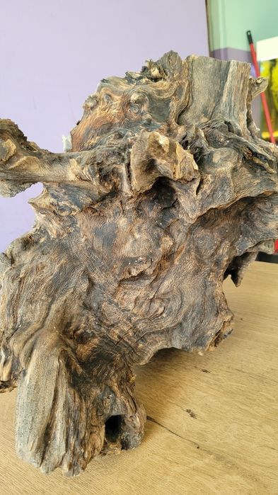 Korzeń dębowy do akwarium