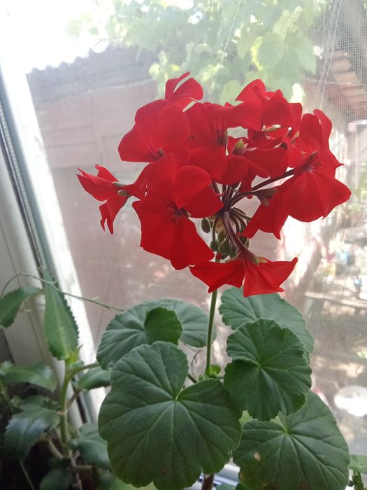 Пеларгония и денежное дерево