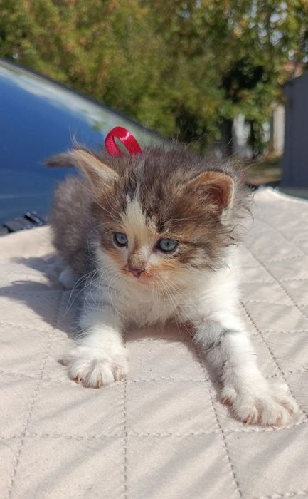 Котята в добрые руки!
