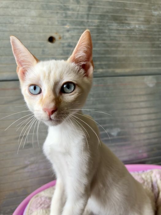 3 Gatinhos Branquinhos meiguinhos!