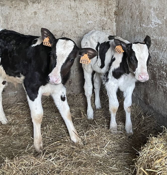 2 vitelos ja a comecar a comer