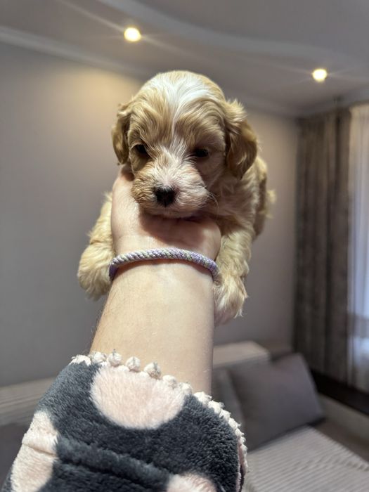 Милий міні хлопчик