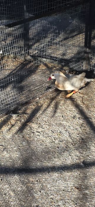 Vendo pato mandarim