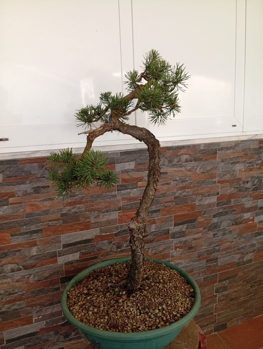 BONSAI Pinus Sylvestris estilo Bunjin. Aprox 60cm