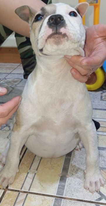 Цуценята Амстафф