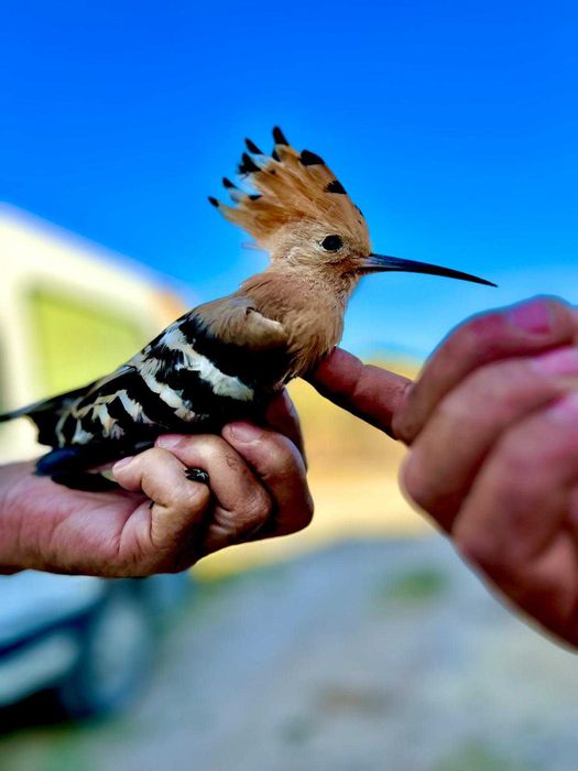 Polpa em Biscuit pintado à mão