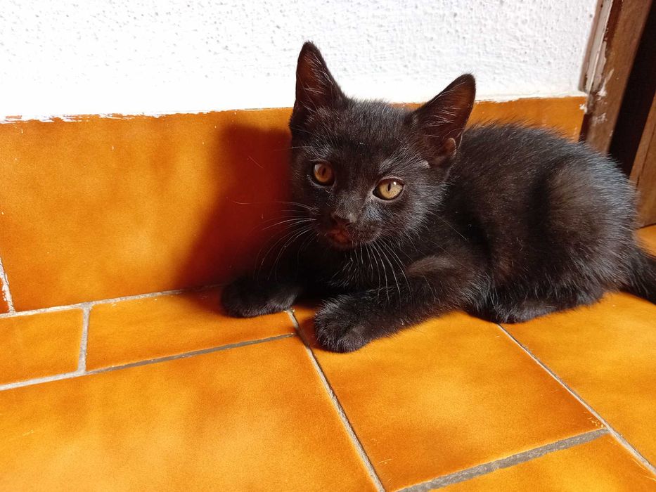 Continuam Disponiveis, Dá-se 4 gatas bebés de 2 meses