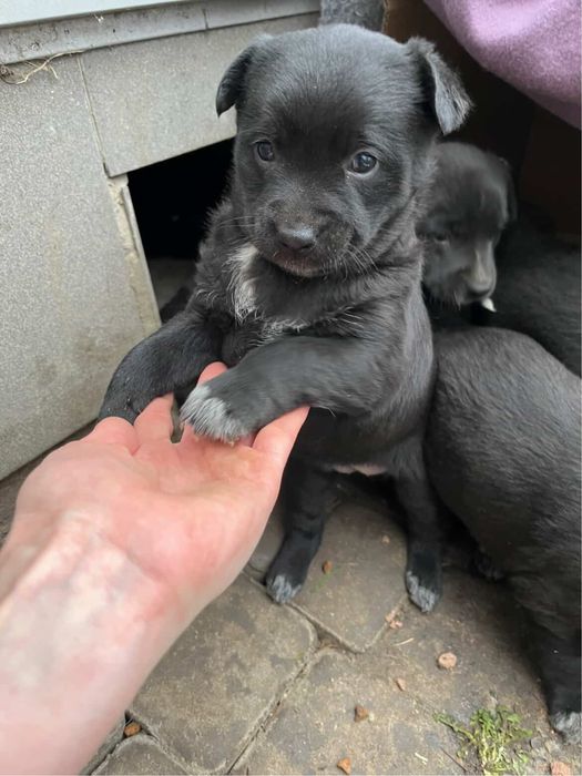 Цуценя (дівчинка) у добрі руки