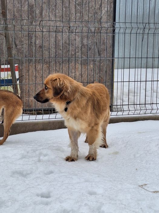 Sunia Sara szuka kochającego domu