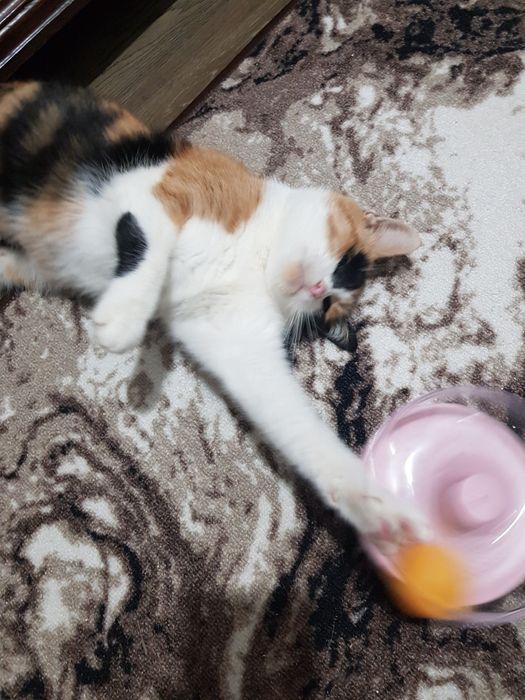 Якісна перетримка/ передержка домашніх улюбленців "Як у себе вдома"