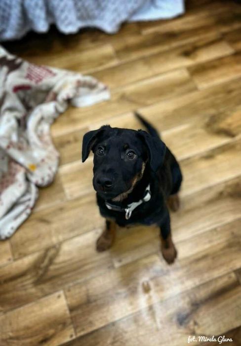 Mars - energiczny szczeniak szuka swojej pierwszej rodziny - 2107/25