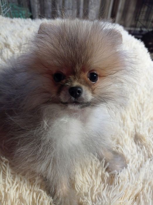 Померанський шпіц