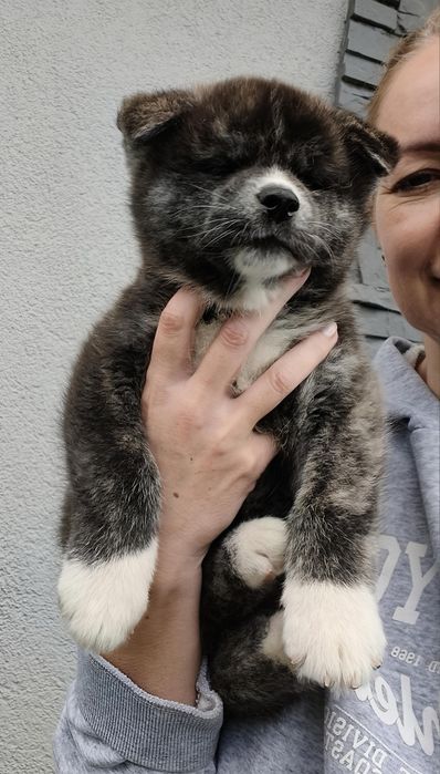 Akita Inu-śliczna suczka ZKwP/FCI miot I