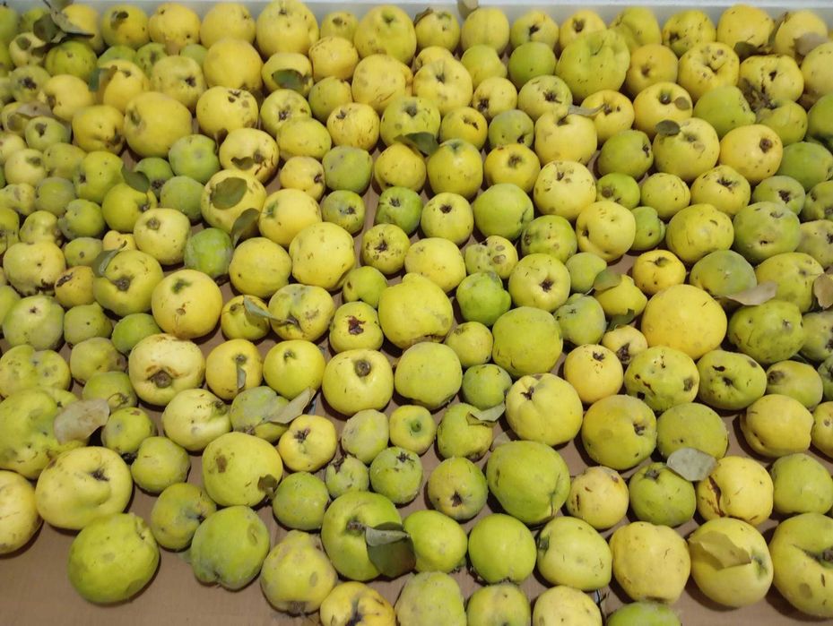 Marmelos caseiros