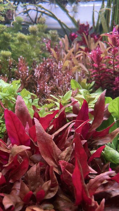 Alternanthera reineckii red