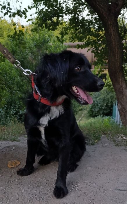 отдам мальчика в хорошие руки