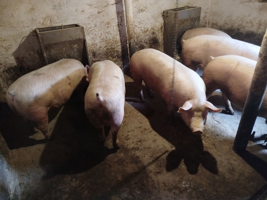 Продам свині живою вагою