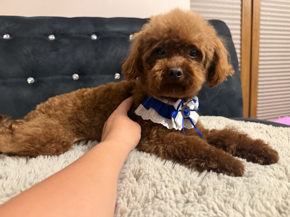 Maltipoo f1b piesek Gucio mama maltipoo tata pudel toy