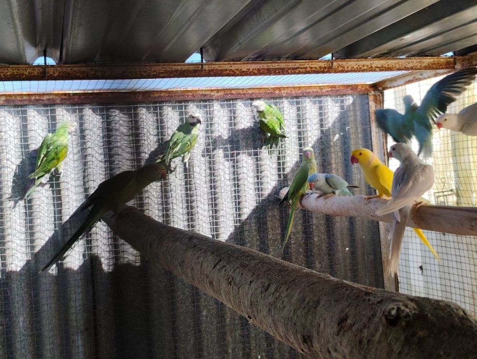 Ringnecks , alexandrinos , mustaches