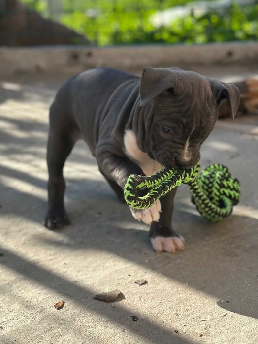 АСТ АМСАТФФ цуценя Щенки амстафф АСТ Стаффордширський тер'єр