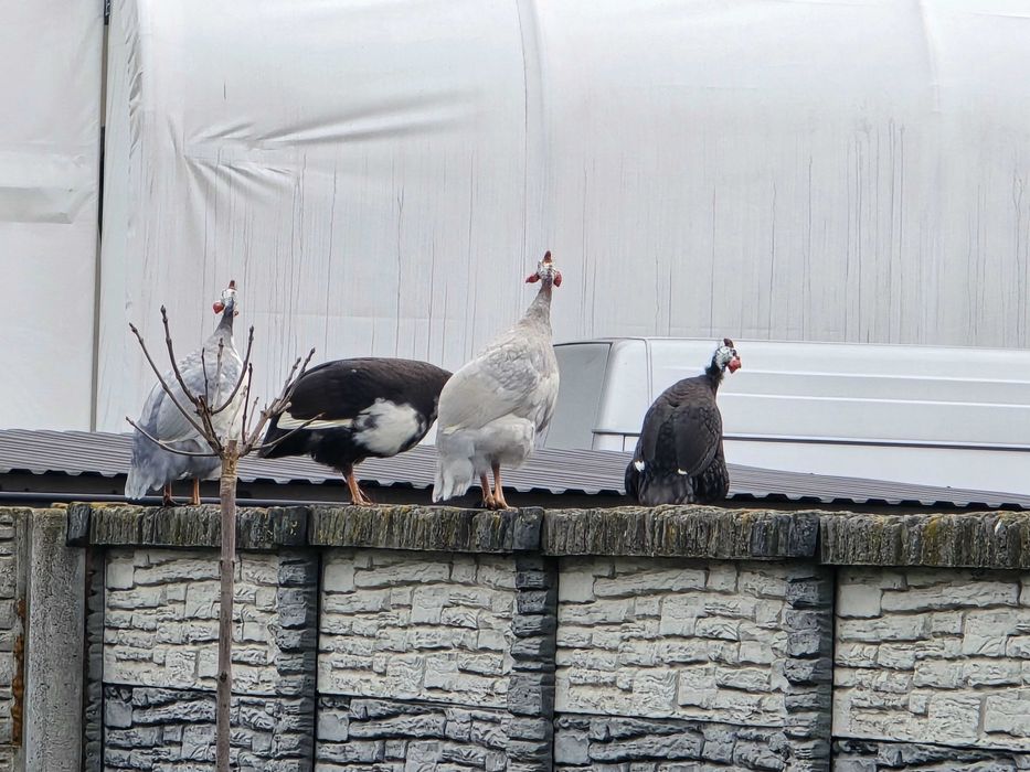 Perliczki roczne samce w różnych kolorach