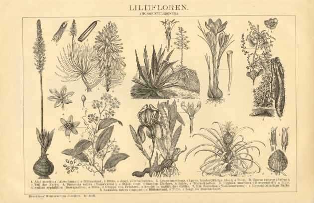 Rośliny  , Botanika  oryginalna XIX w. grafika