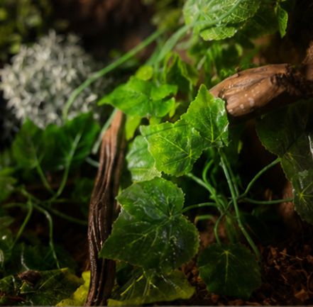 Terrarium gotowe do użytkowania  z roslinami