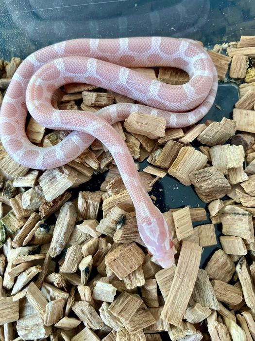 Wąż zbożowy - Micro-Scaleless Snow