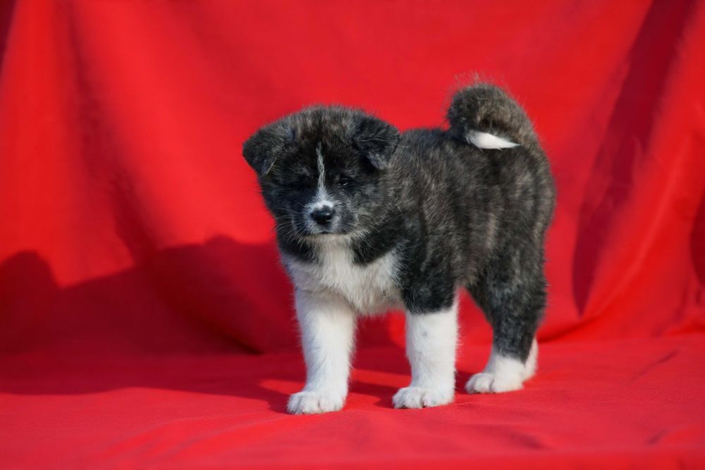 Akita pręgowana, pies, chłopak, samiec ZKwP / FCI