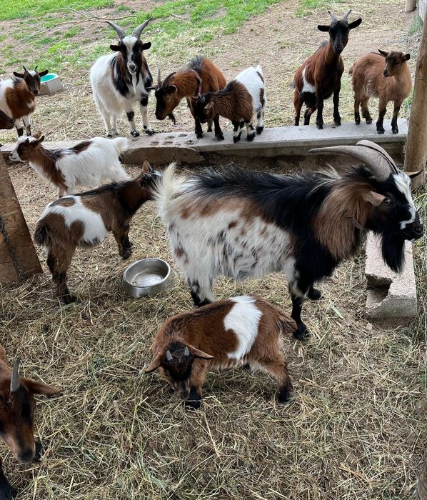 Cabras anãs 50 €