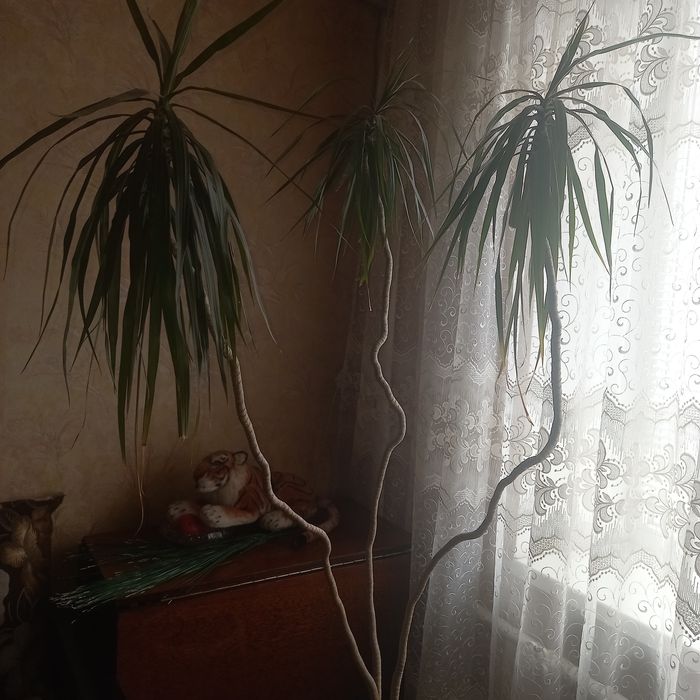 Драцена  взрослая 15лет