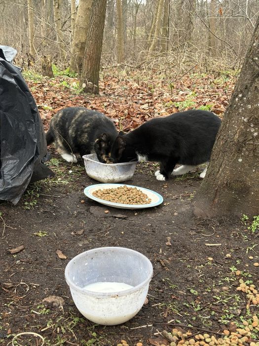 Oddam kotki do adopcji