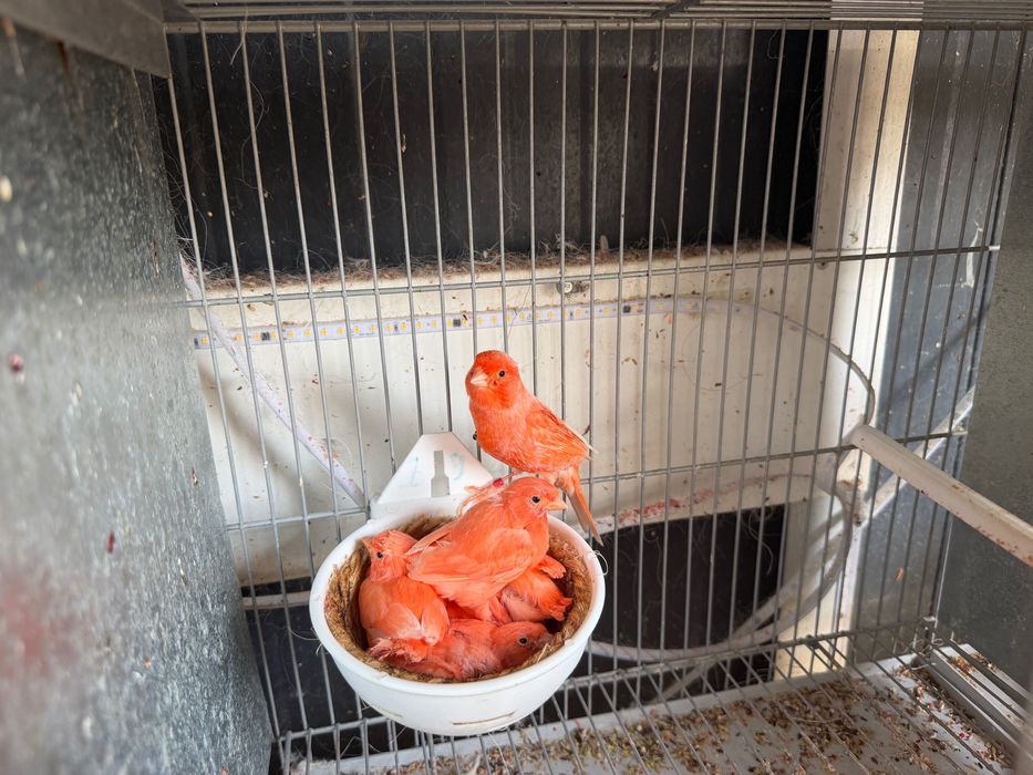 Canários novos e reprodutores