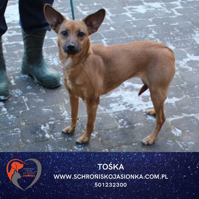 TOŚKA do adpocji Schronisko Jasionka