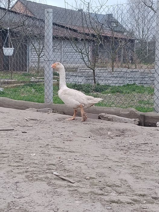 Samiec bojowy biały