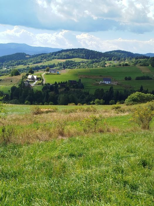 Zdjęcie 6