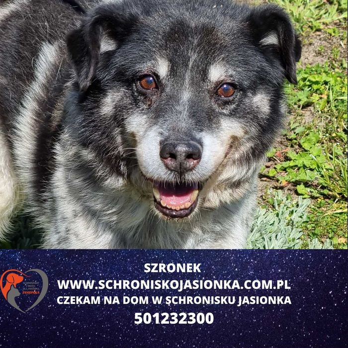SZRONEK do adopcji – Schronisko Jasionka