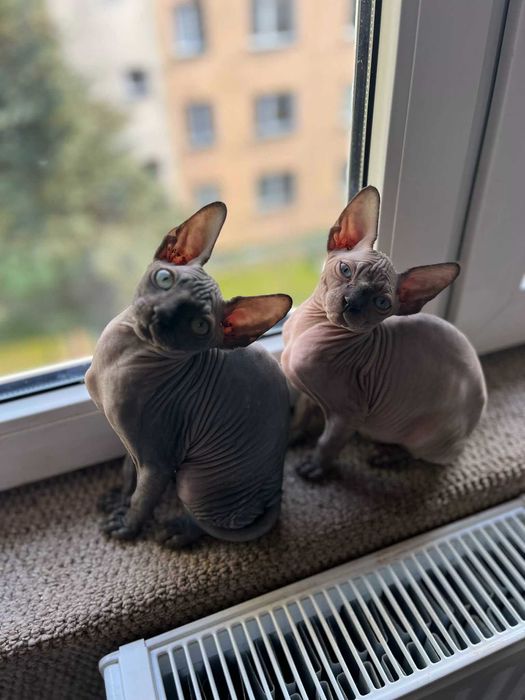 Piękny kocurek Sfinks Kanadyjski