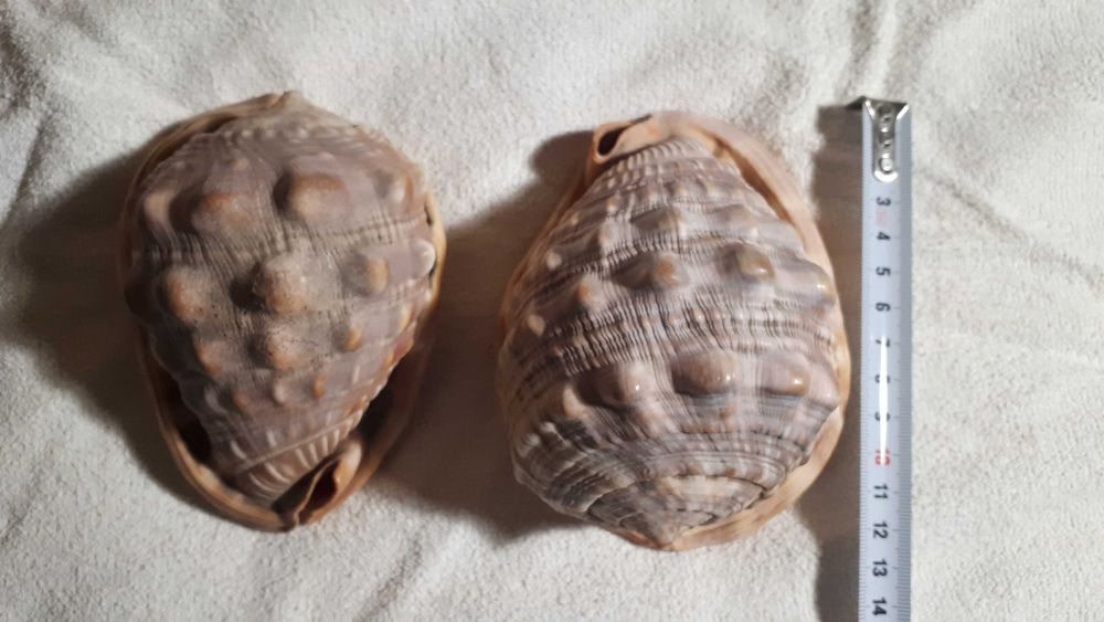 Индонезийская океаническая ракушка Кассис Корнута/ Cassis Cornuta