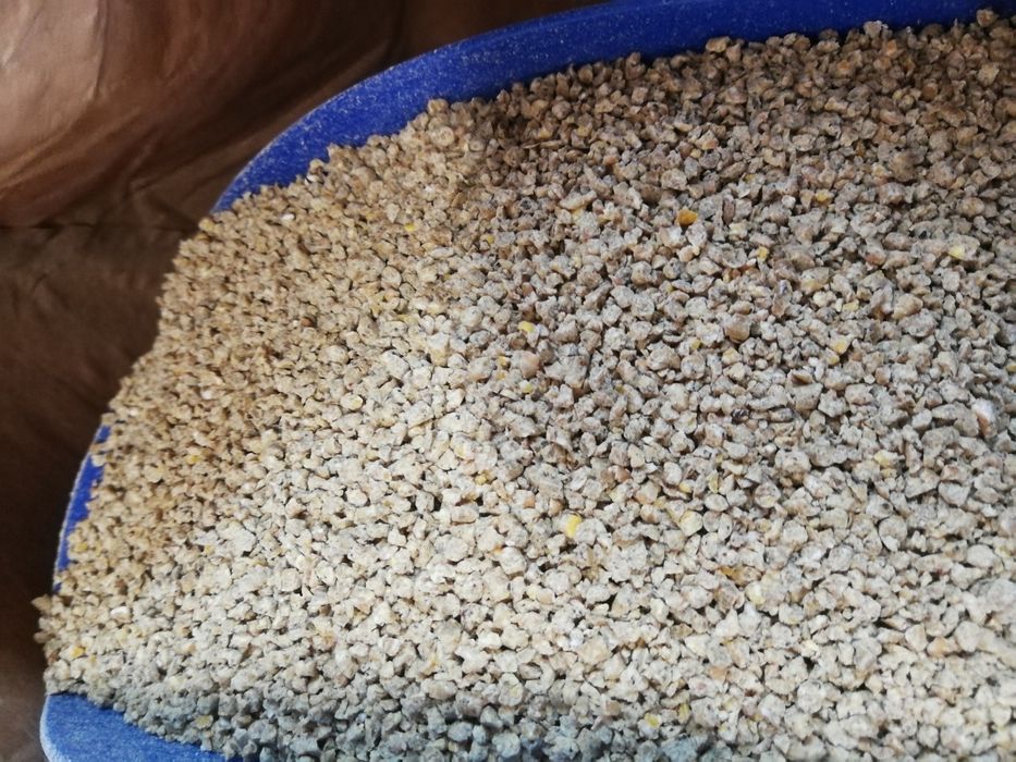 Słonecznik czarny, pasiak, łuskany, worki 20kg