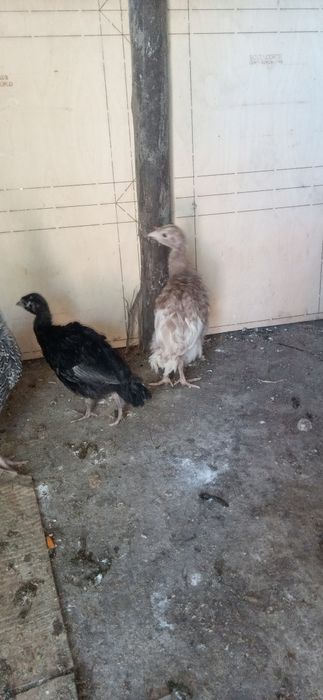 VENDO Perus caseiros