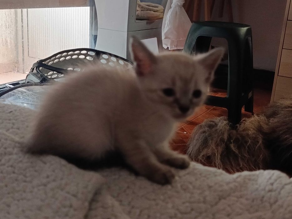 Gatinhos que precisam de amor
