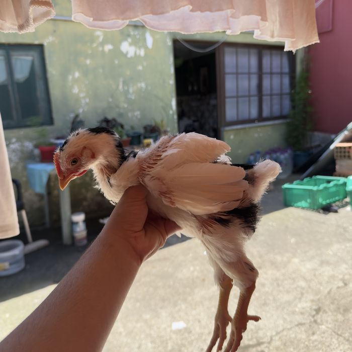 Sertaneja Balão – Pintos Premium