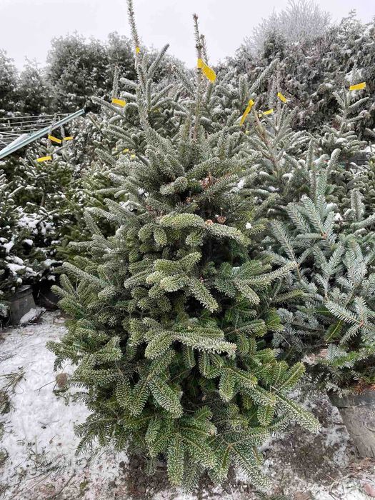 Ялиця, ялинка новорічна, туя, ялина, сосна, ель голубая  від 100гр,