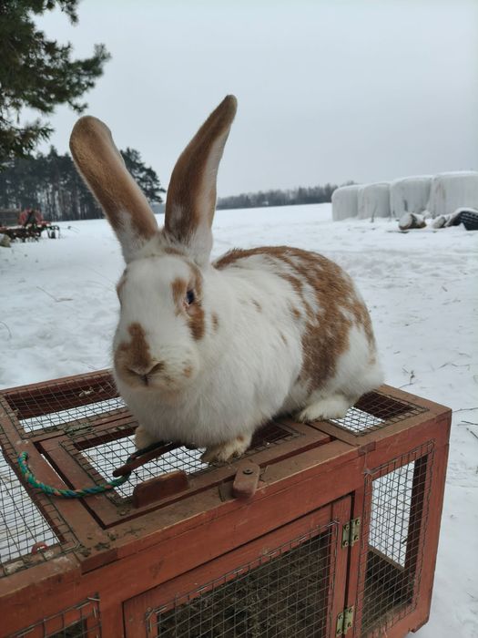 Sprzedam królika samice