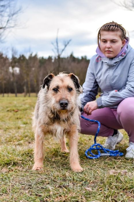 Nieśmiały psiak szuka domu! Adoptuj!